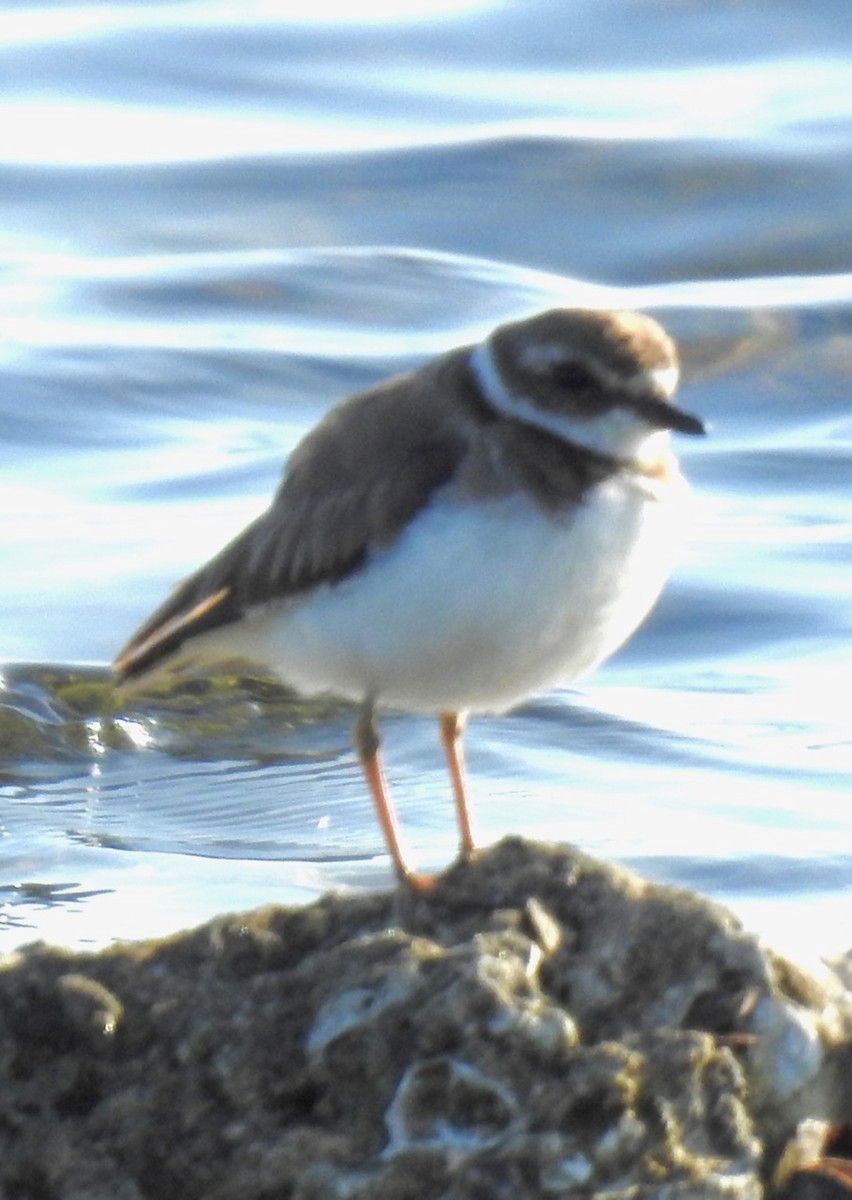 Semipalmated Plover - ML615975997