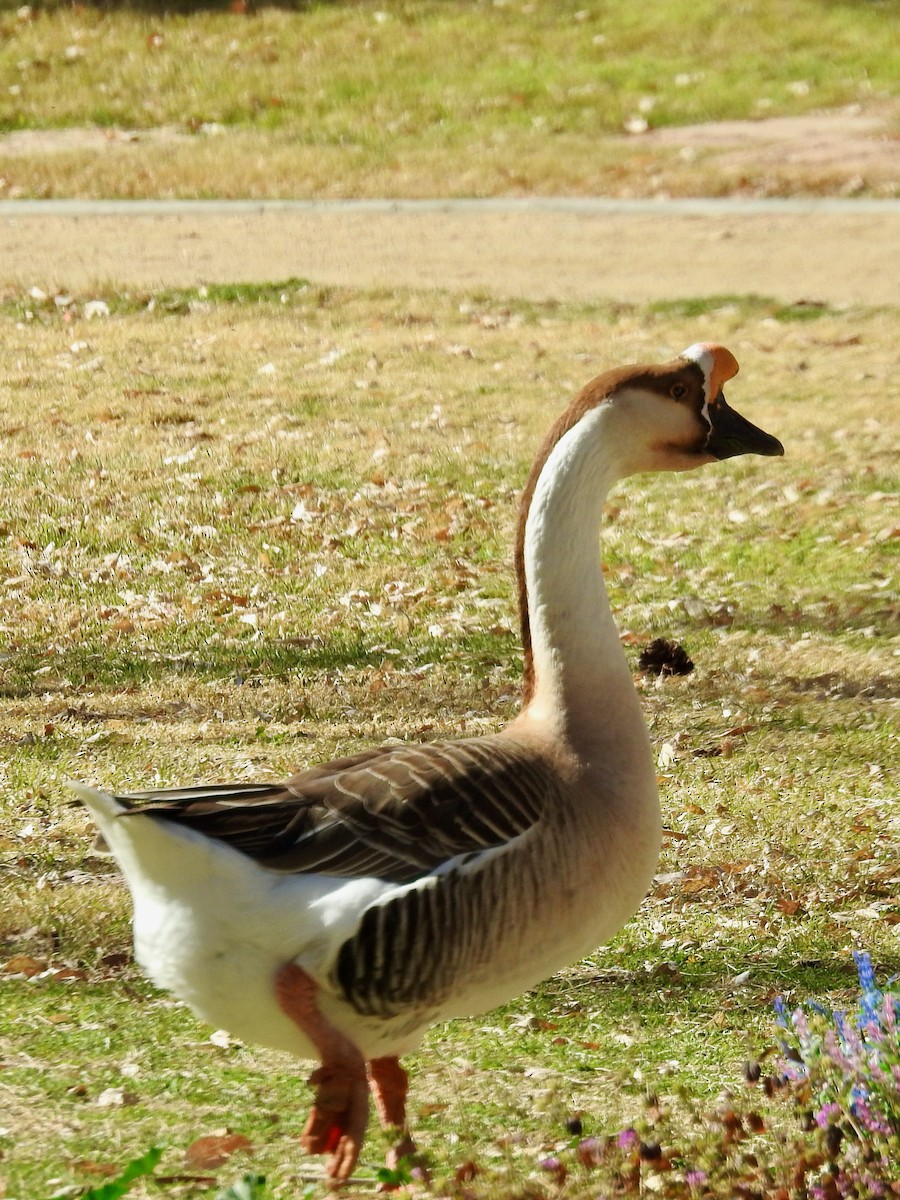 Swan Goose (Domestic type) - ML615976126
