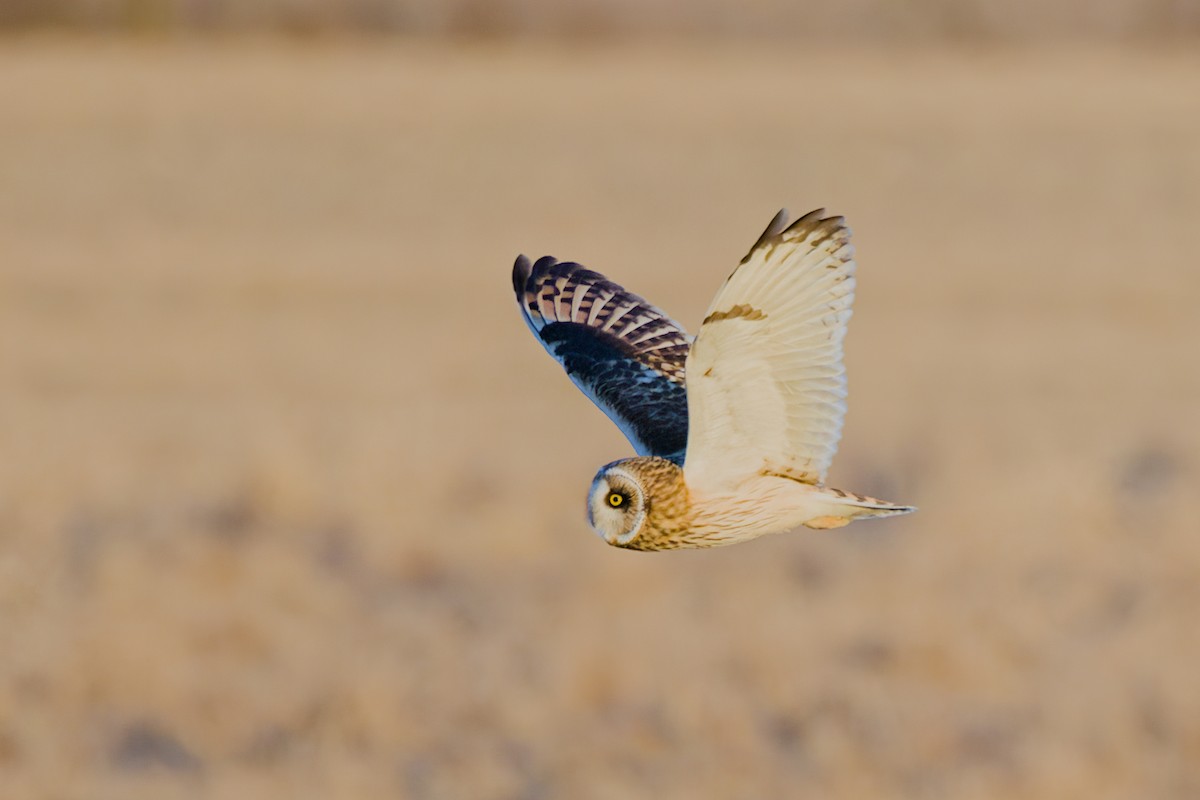 Short-eared Owl - ML615976169