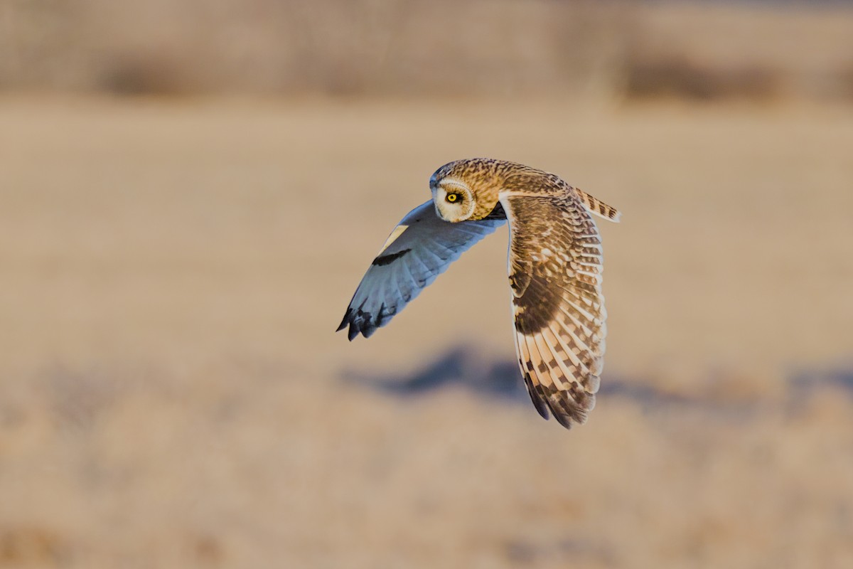 Short-eared Owl - ML615976170