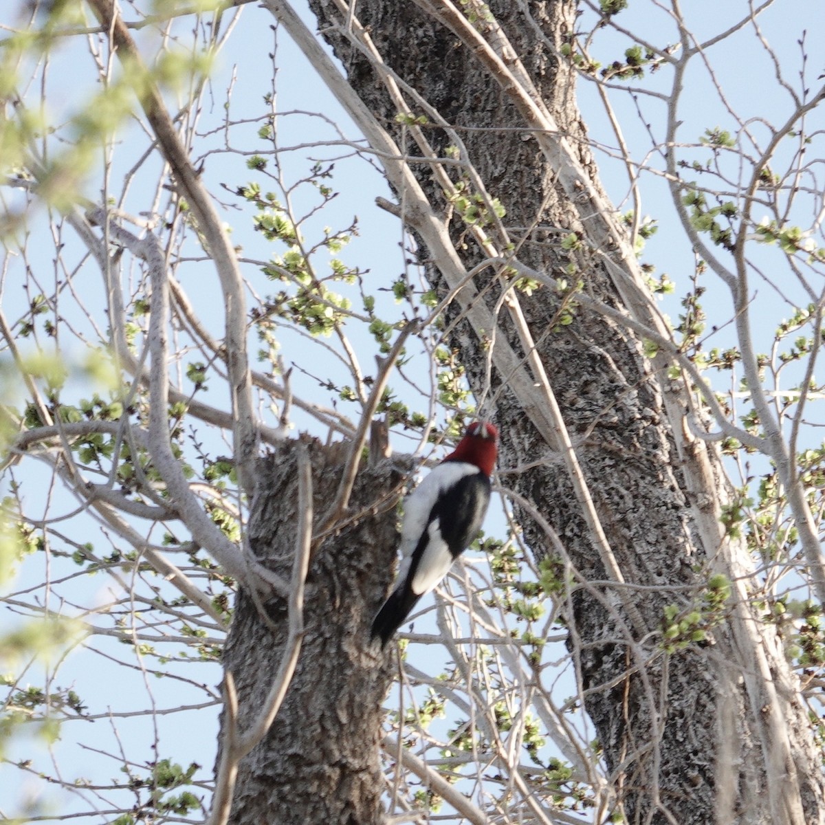 Red-headed Woodpecker - ML615976194