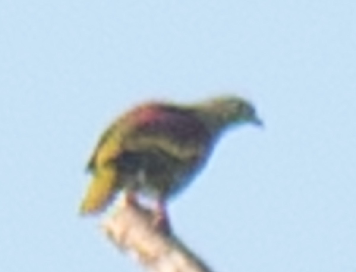 Ashy-headed Green-Pigeon - Kittakorn Inpang