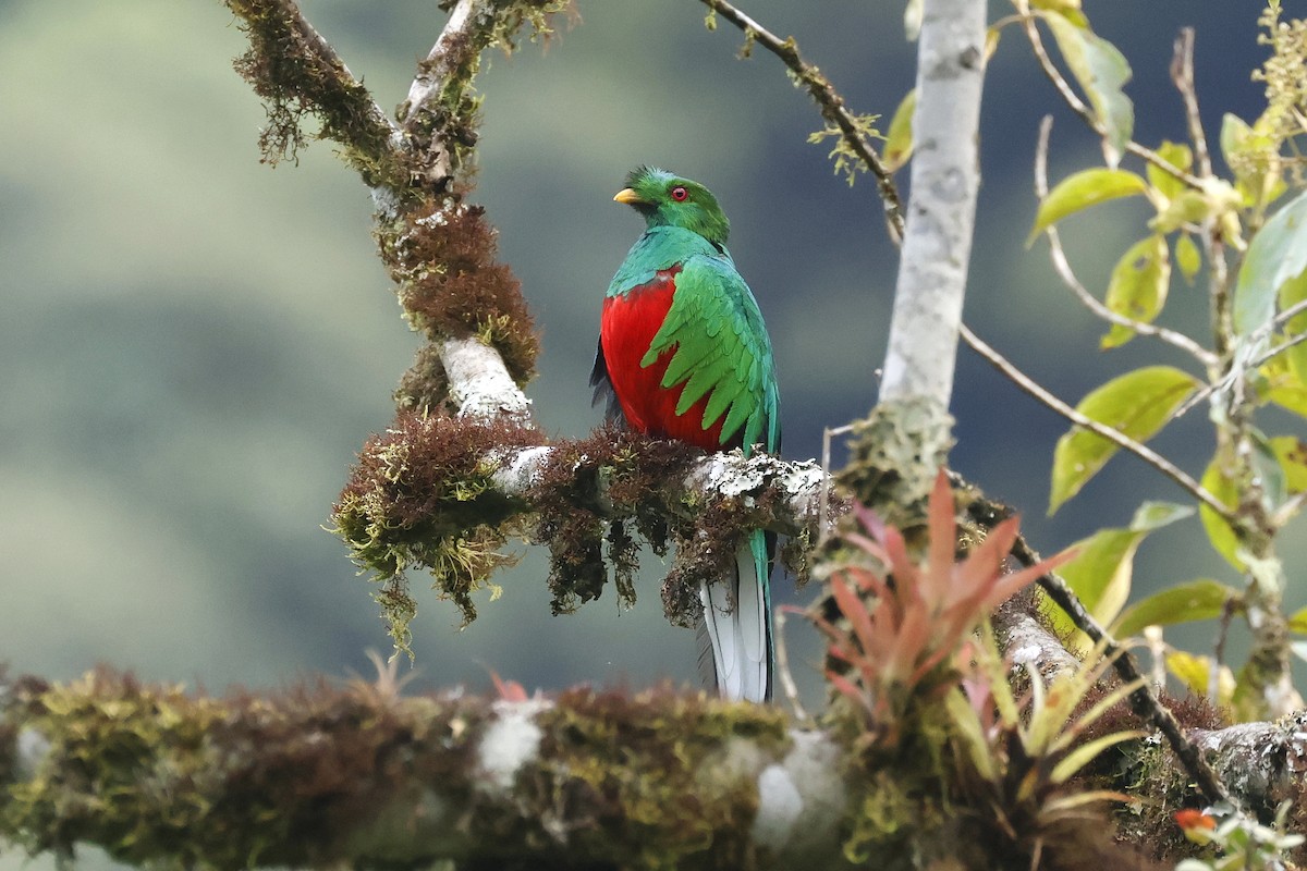 Crested Quetzal - ML615976365