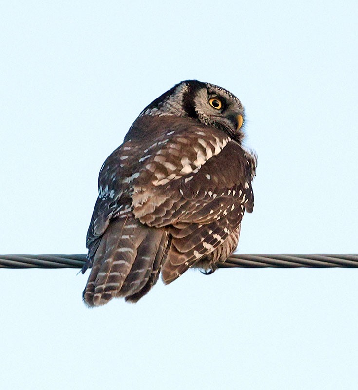 Northern Hawk Owl - ML615976403