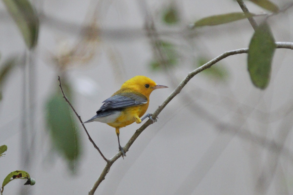 Prothonotary Warbler - ML615976591