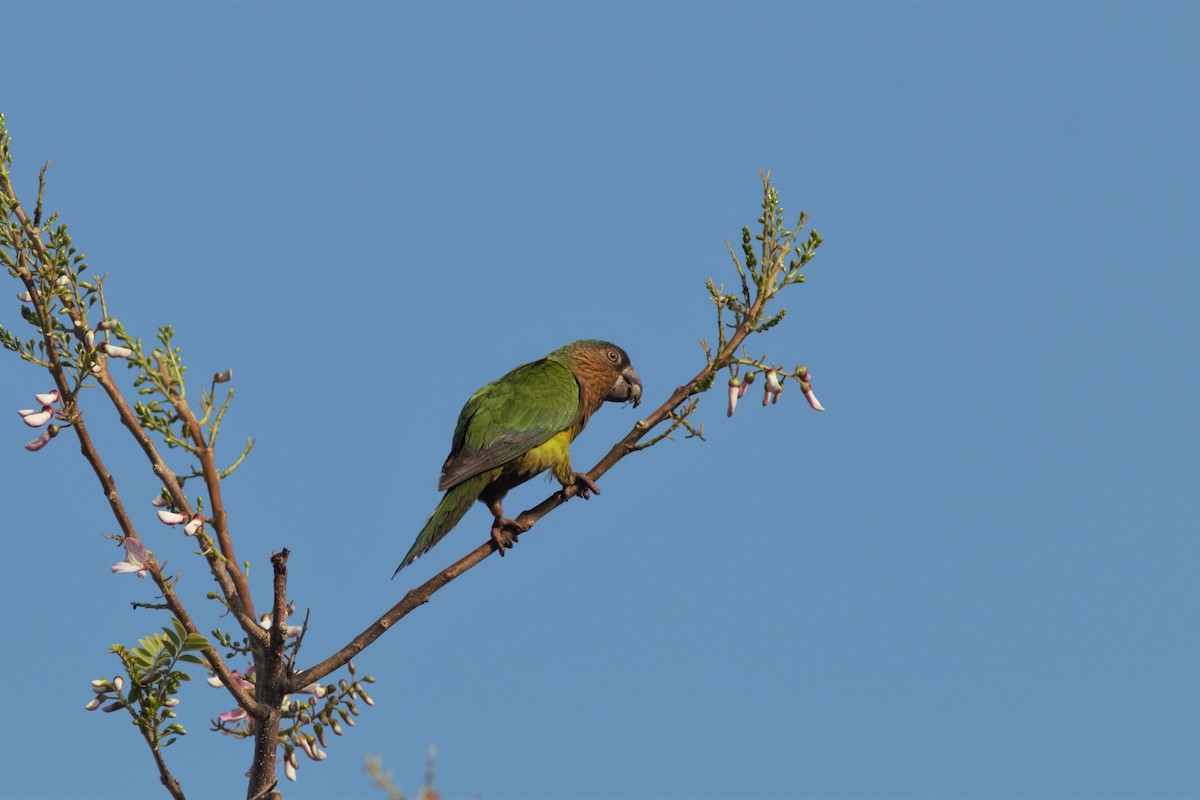 Brown-throated Parakeet - ML615976599