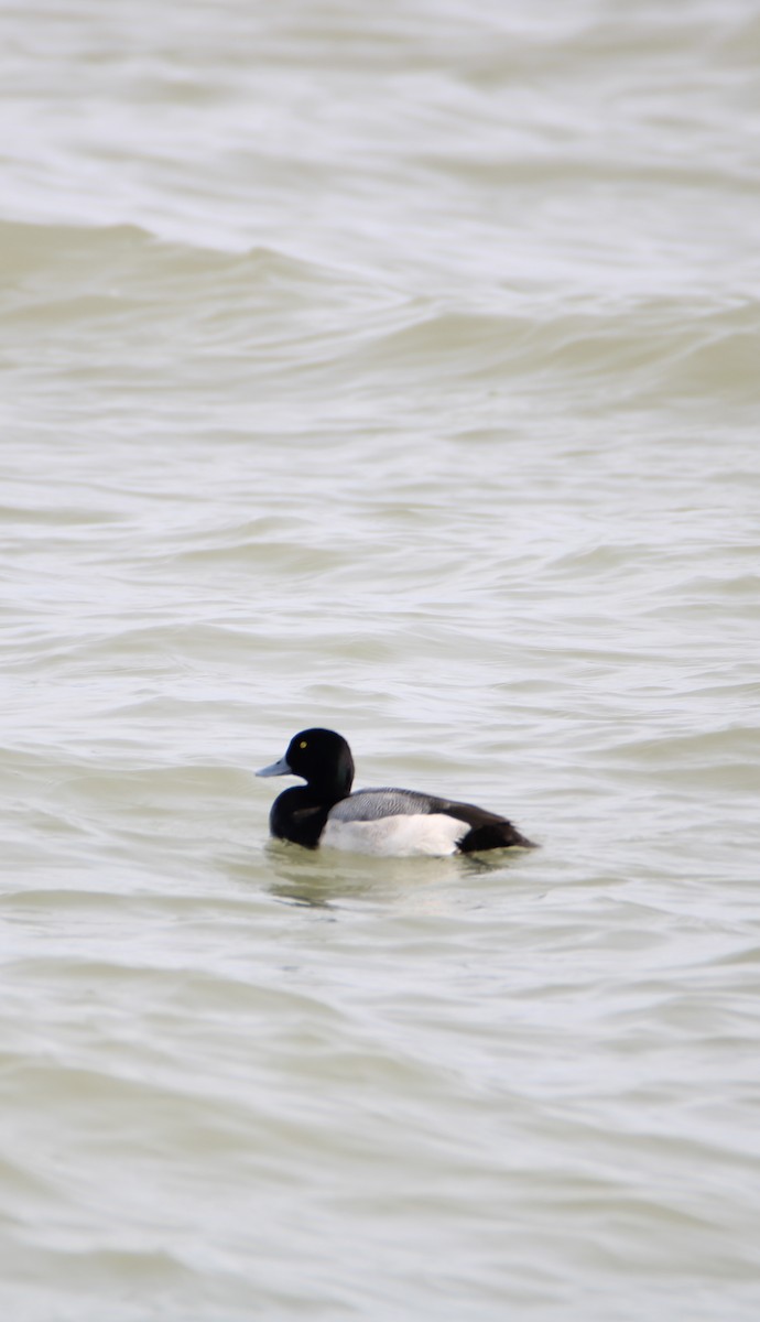 Greater Scaup - ML615976616