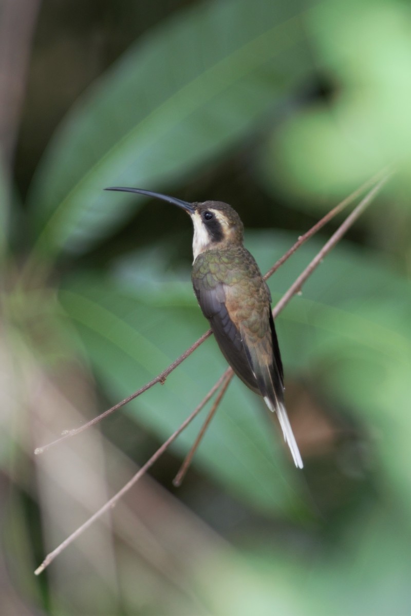 kolibřík světlebřichý - ML615976861