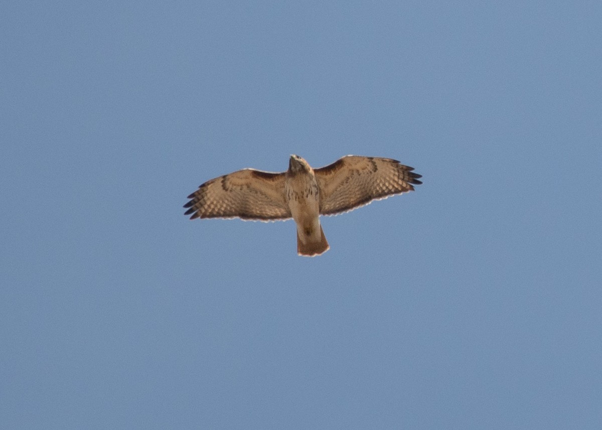 Red-tailed Hawk - ML615977250