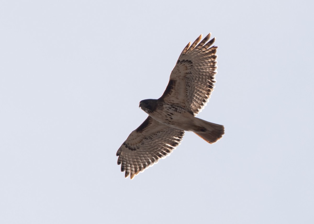 Red-tailed Hawk - ML615977251