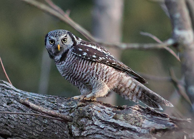 Northern Hawk Owl - ML615977320
