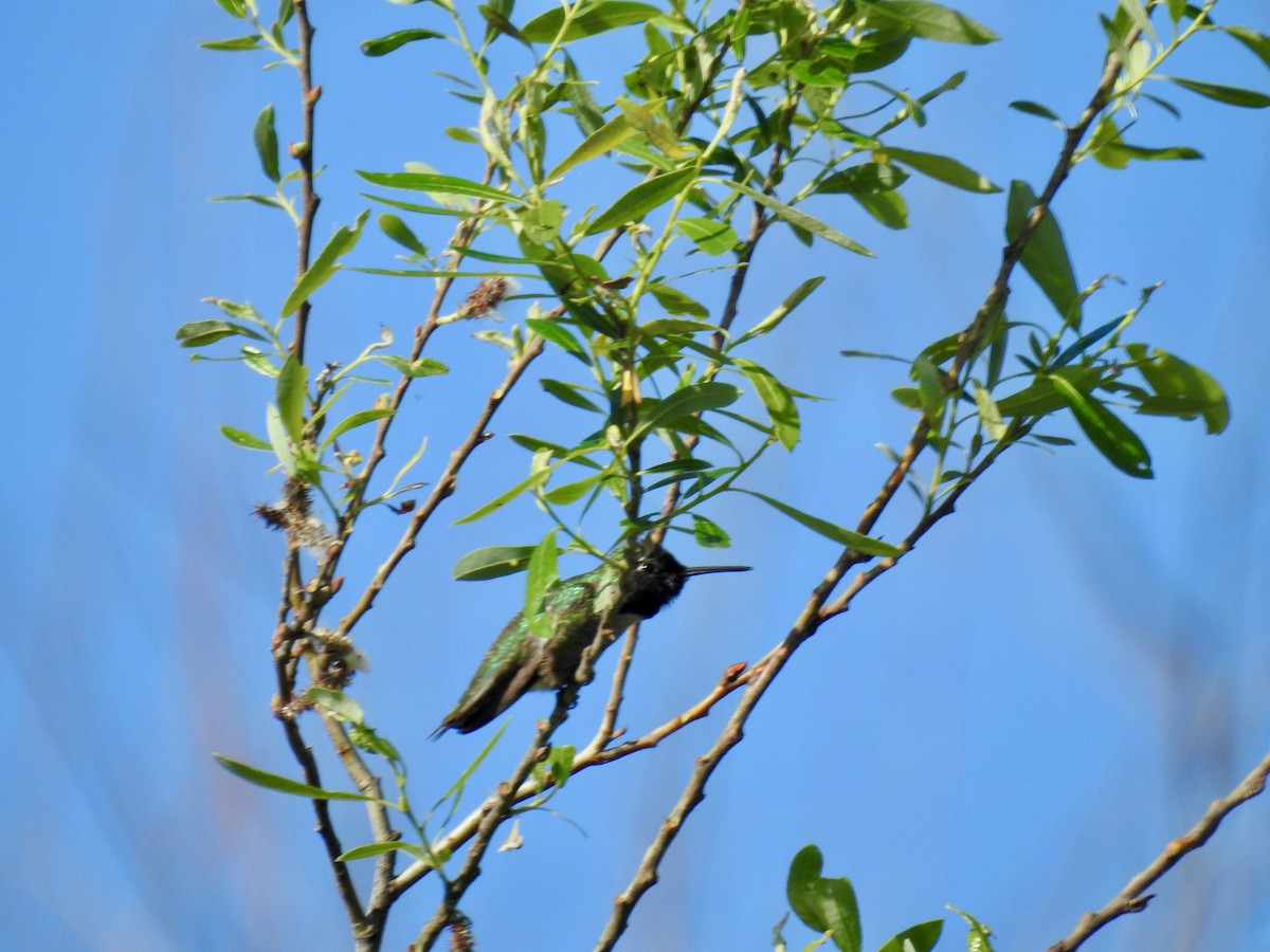 Anna's Hummingbird - ML615977321