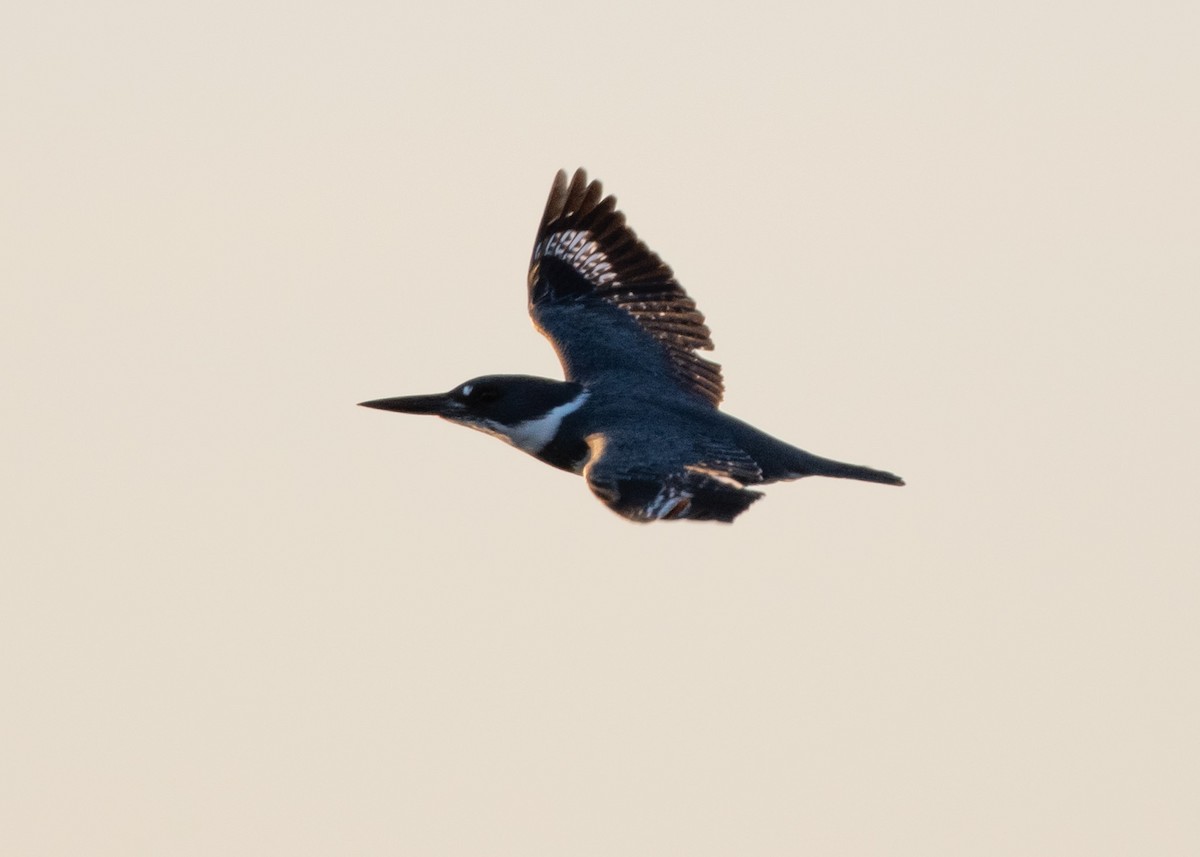 Belted Kingfisher - ML615977388