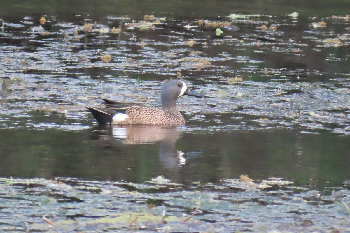 Blue-winged Teal - ML615977417