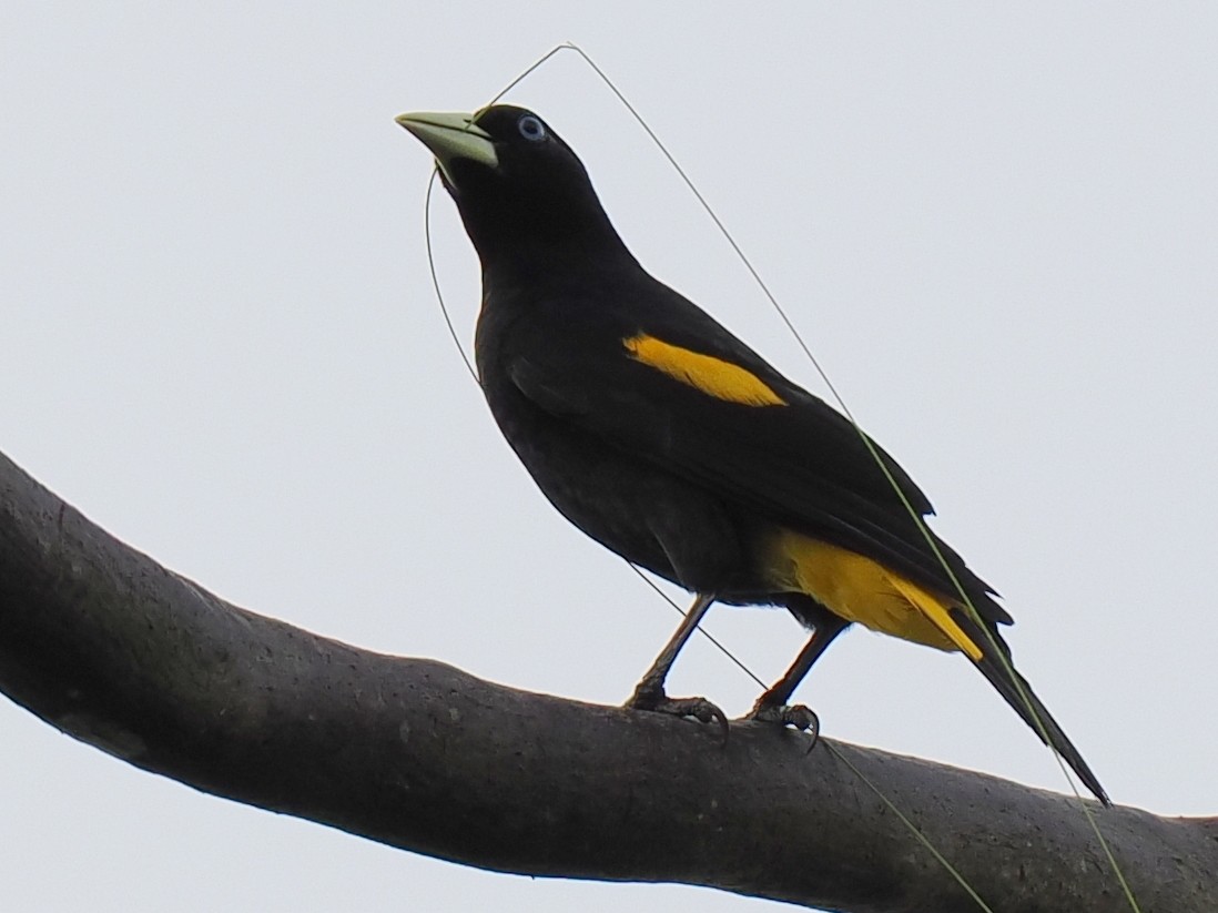 Yellow-rumped Cacique - ML615977499