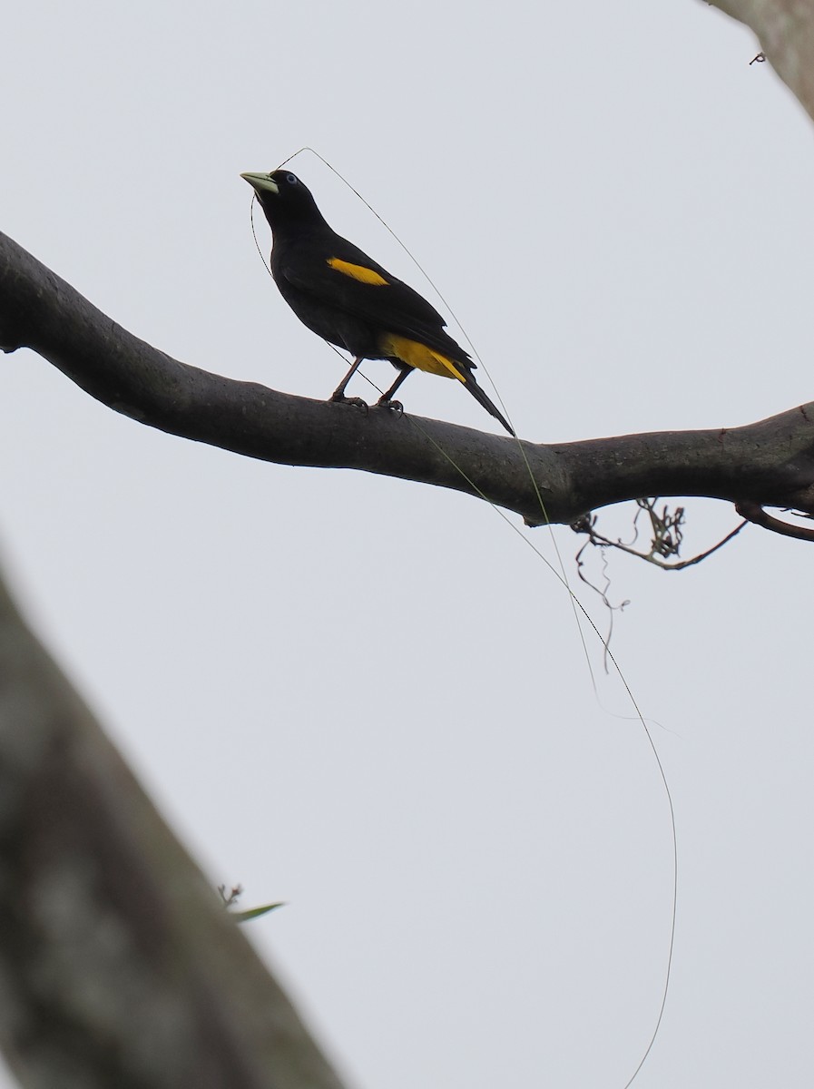Yellow-rumped Cacique - ML615977502