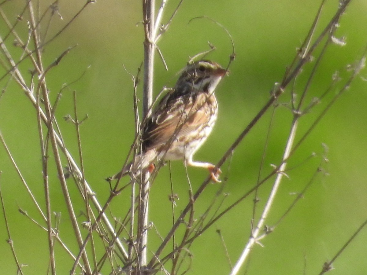 Savannah Sparrow - ML615977639