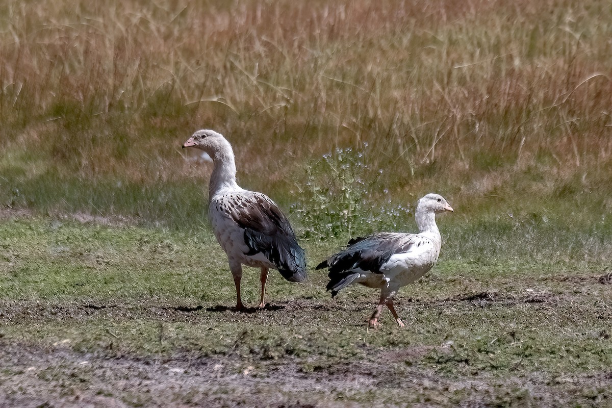 Andean Goose - ML615977714