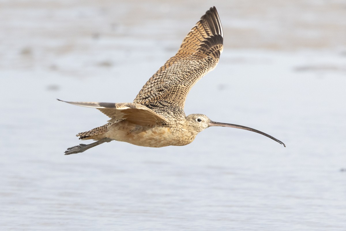 Long-billed Curlew - ML615977891