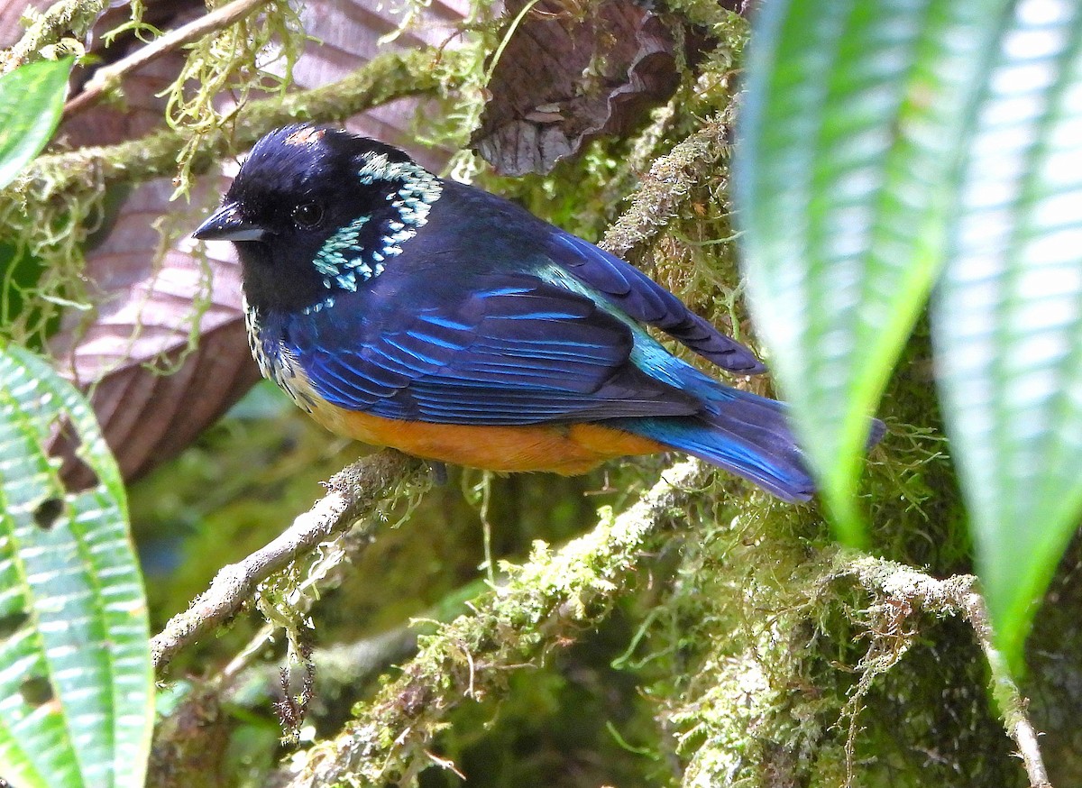 Spangle-cheeked Tanager - ML615978026