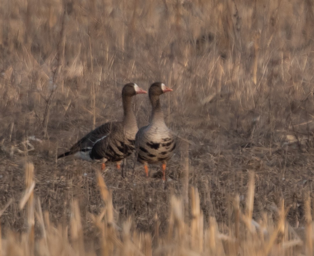 Greater White-fronted Goose - ML615978036