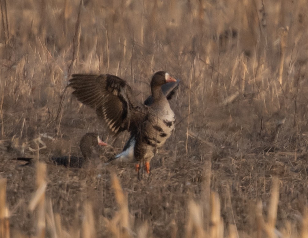Greater White-fronted Goose - ML615978044