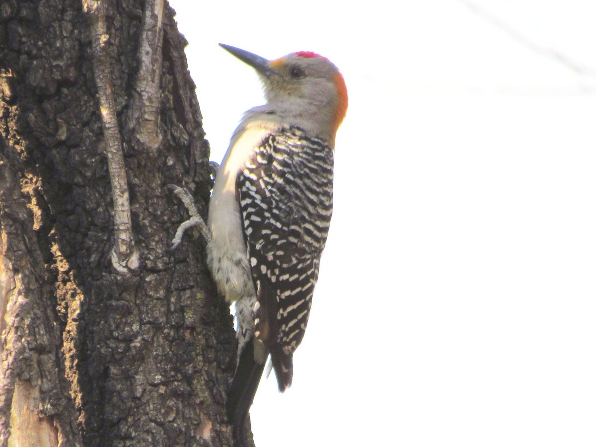 Golden-fronted Woodpecker - ML615978272