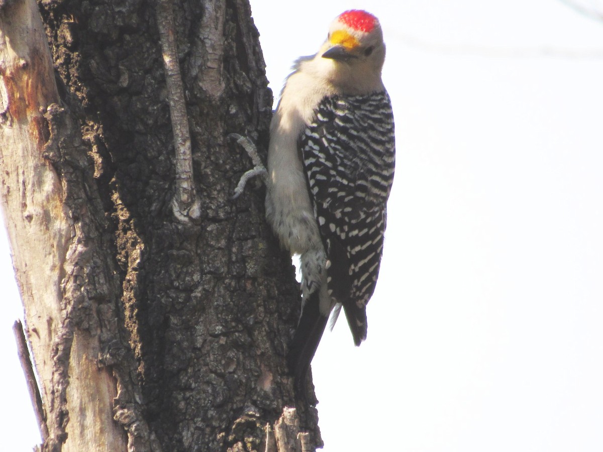 Golden-fronted Woodpecker - ML615978273