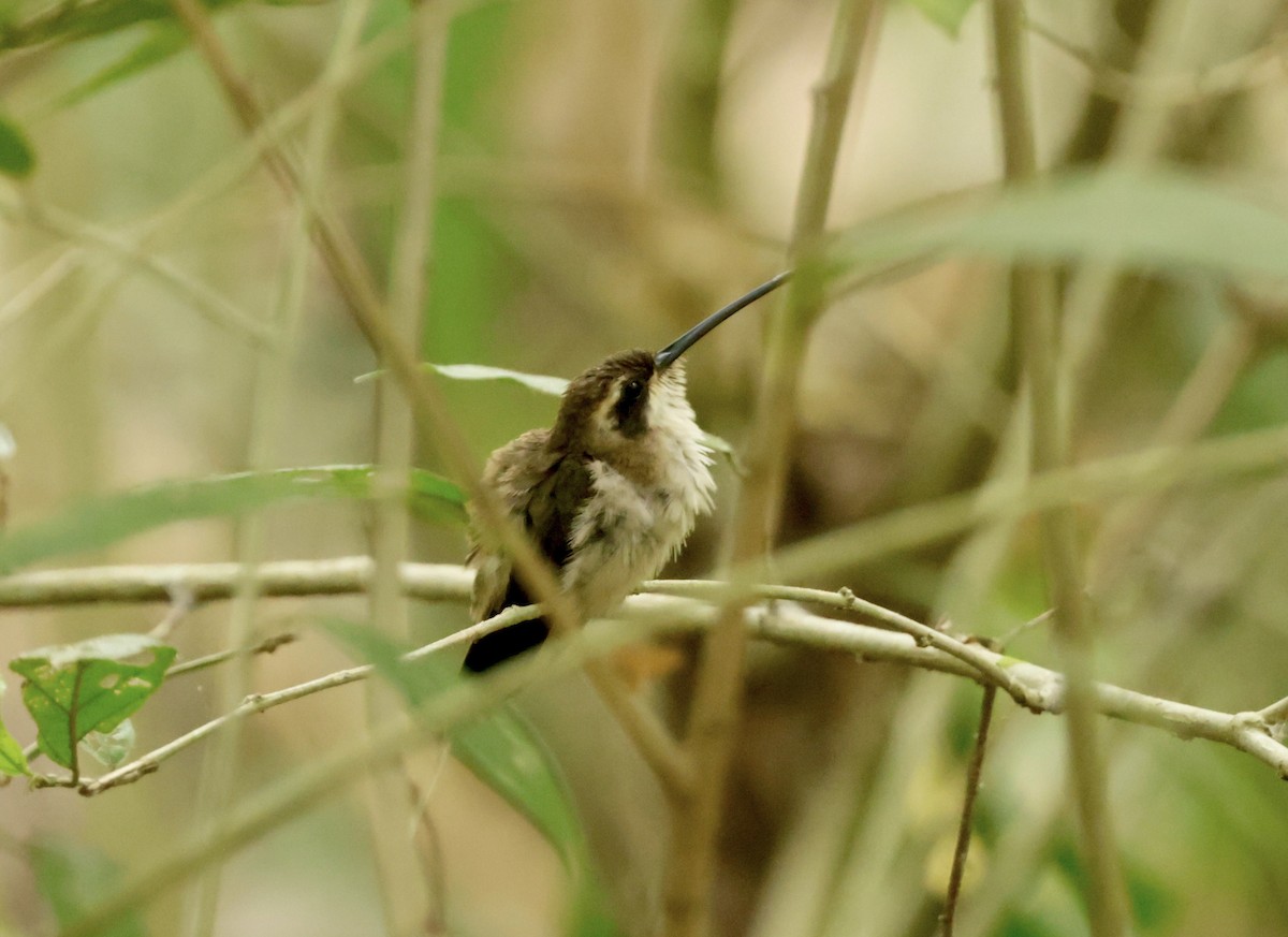 kolibřík světlebřichý - ML615978274