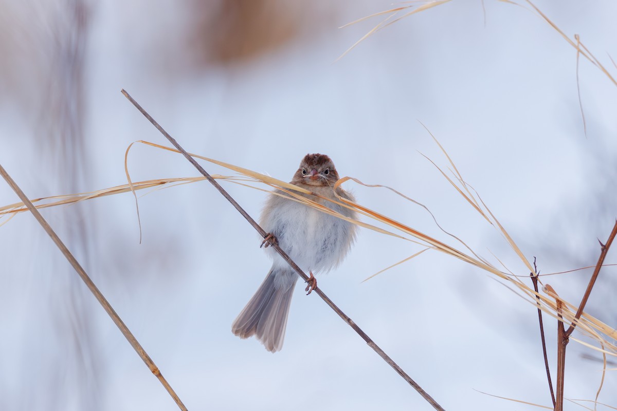 Field Sparrow - ML615978280