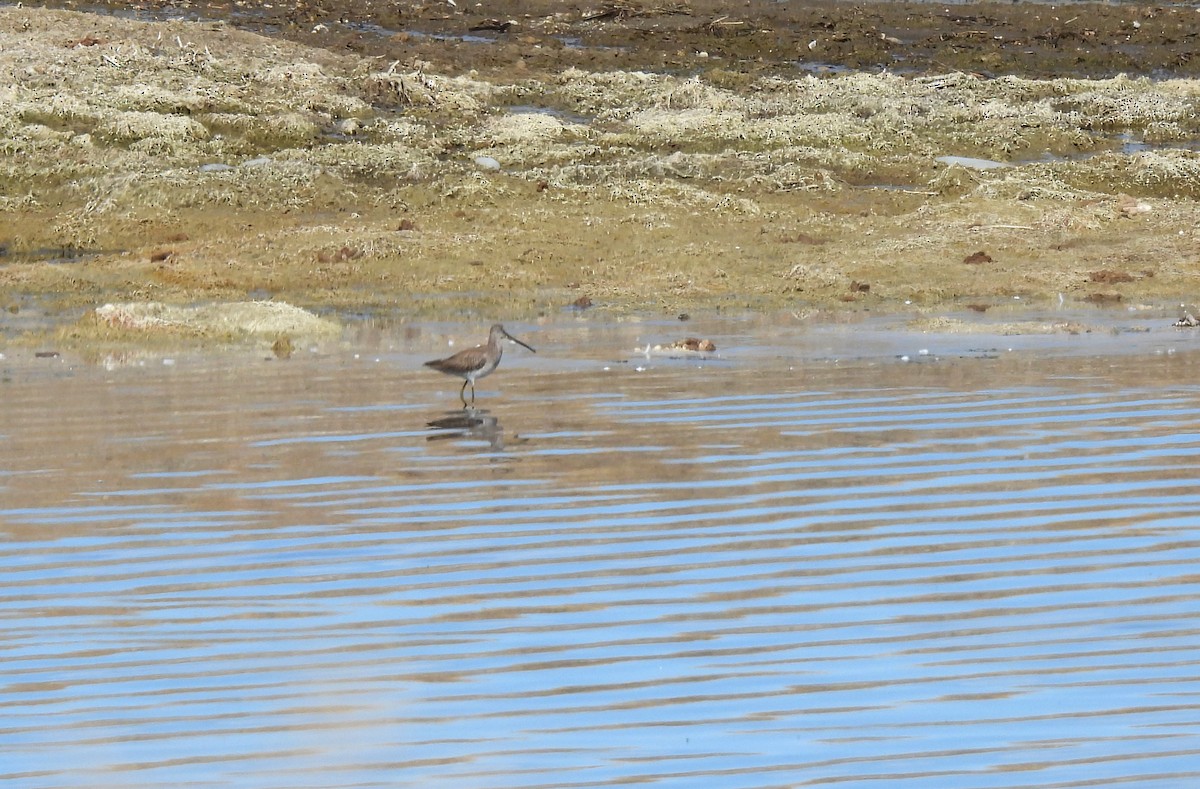 Long-billed Dowitcher - ML615978289
