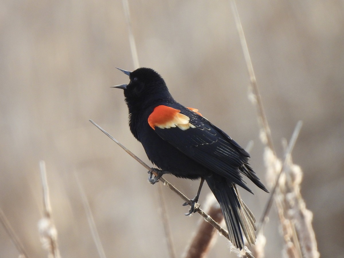 Red-winged Blackbird - ML615978292