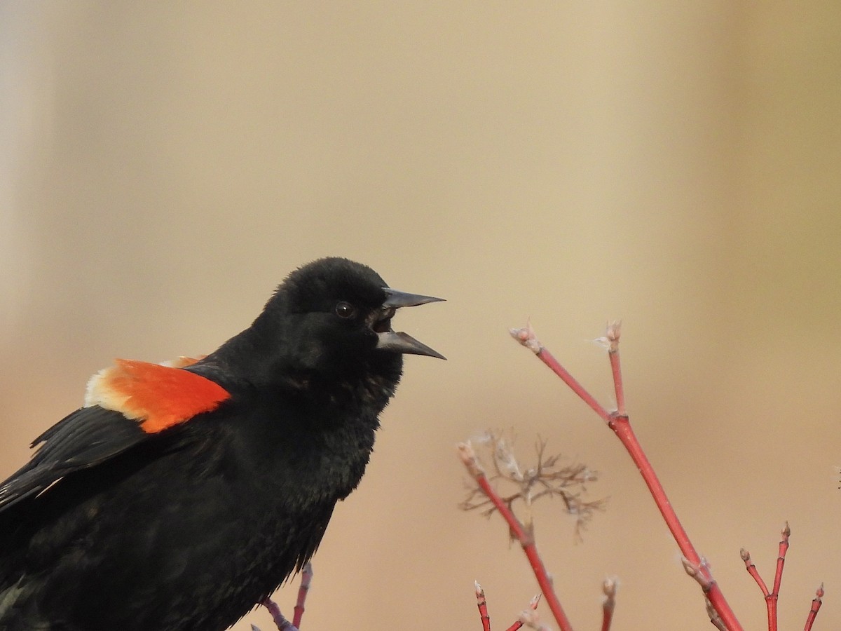 Red-winged Blackbird - Andrew Whetten