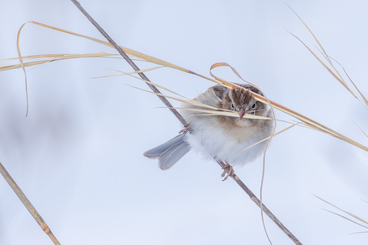 Field Sparrow - Chris Kennelly