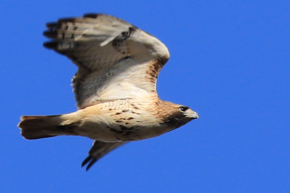 Red-tailed Hawk - ML615978308