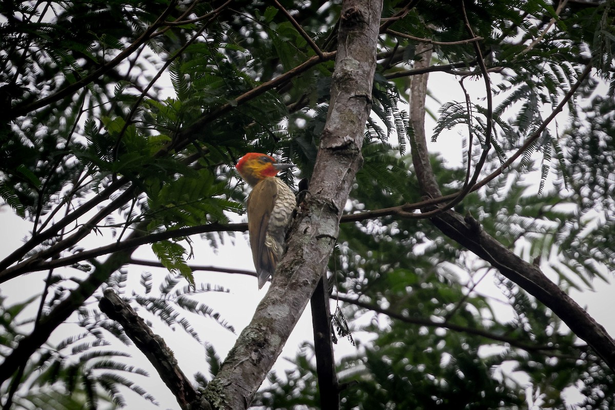 Yellow-throated Woodpecker - Skip Russell