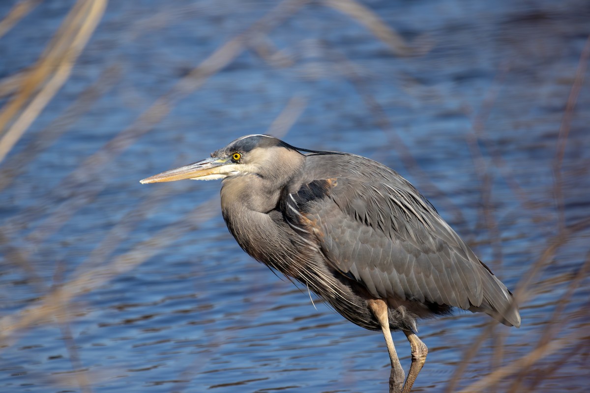 Great Blue Heron - Chris Kennelly