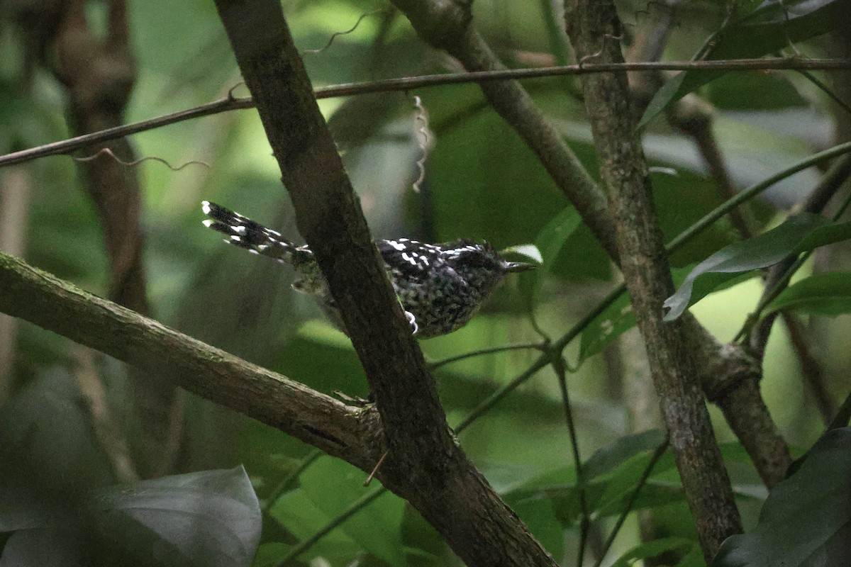 Scaled Antbird - Skip Russell