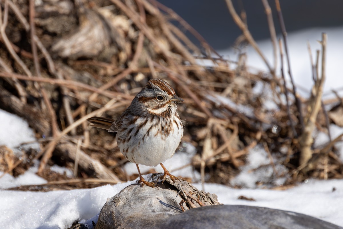 Song Sparrow - Chris Kennelly