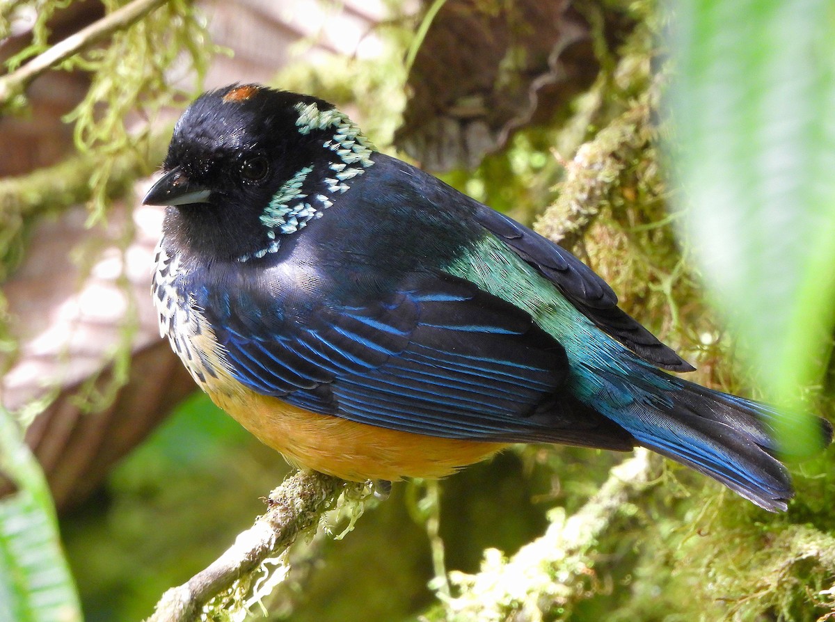 Spangle-cheeked Tanager - ML615978445