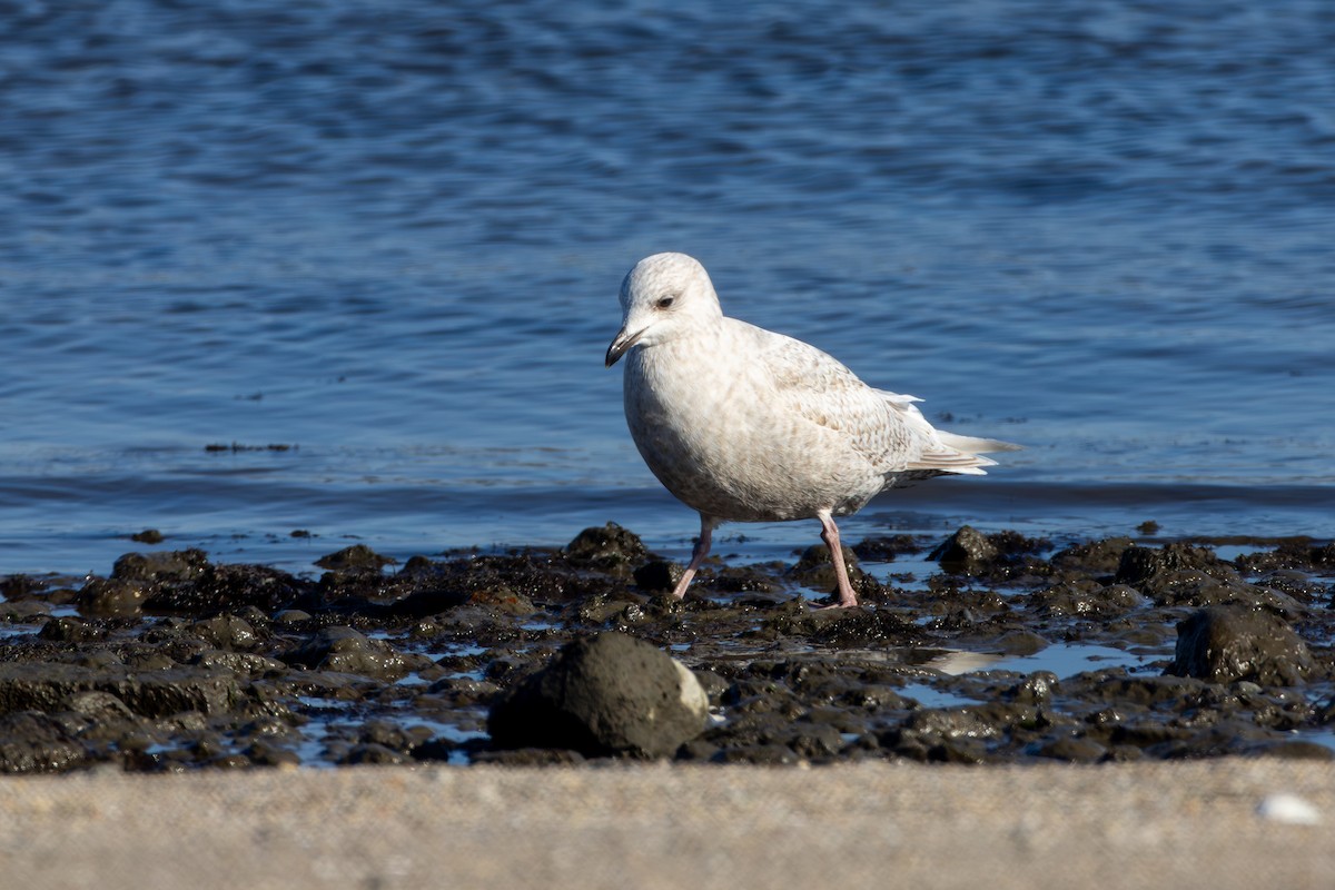 Iceland Gull - Chris Kennelly