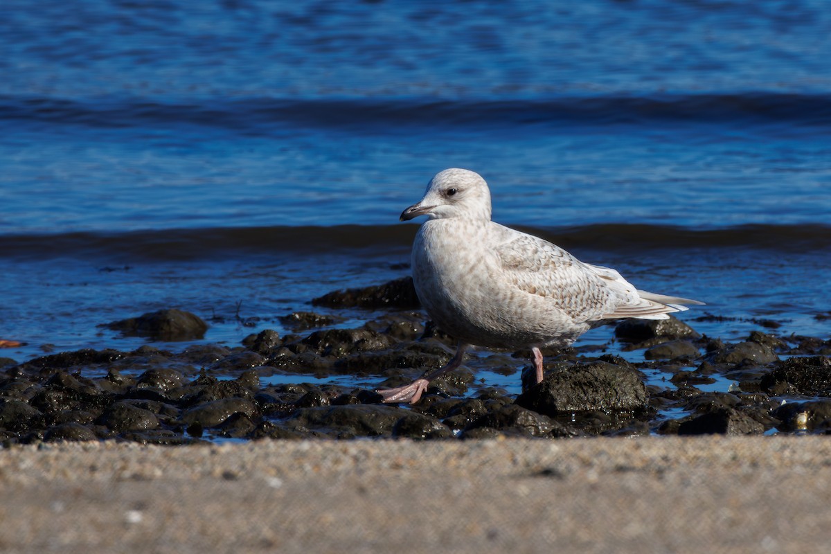 Iceland Gull - Chris Kennelly