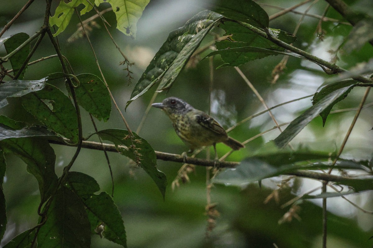 Spot-breasted Antvireo - Skip Russell