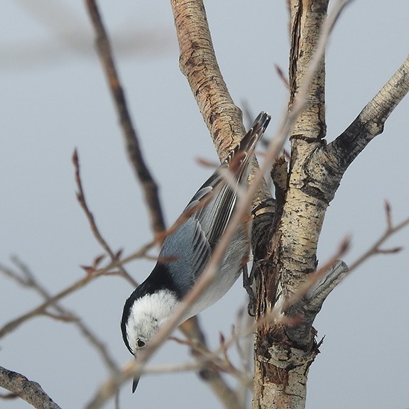 White-breasted Nuthatch - ML615978514