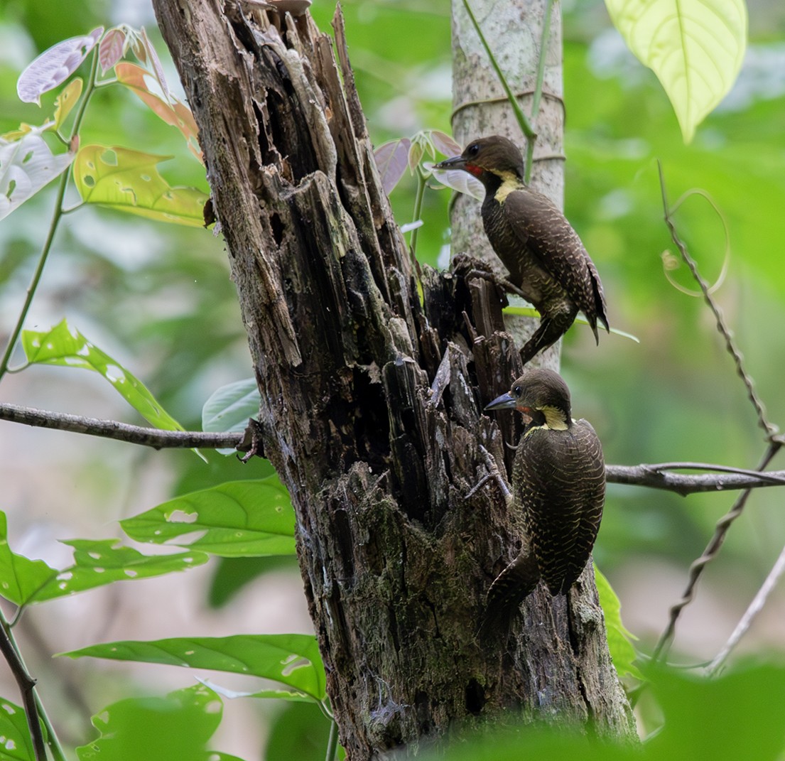 Buff-necked Woodpecker - ML615978529