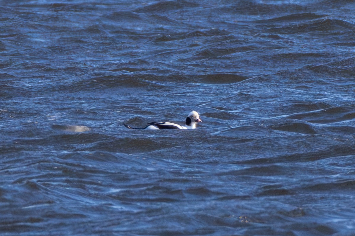 Long-tailed Duck - ML615978555
