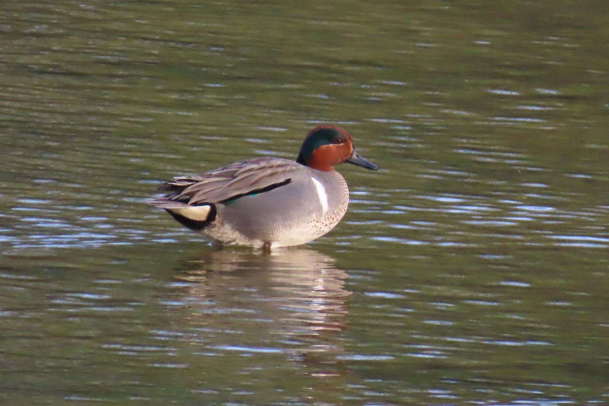Green-winged Teal - ML615978601