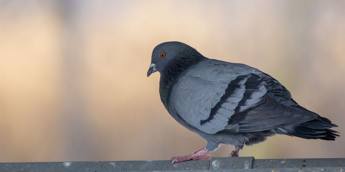 Rock Pigeon (Feral Pigeon) - Tara Plum