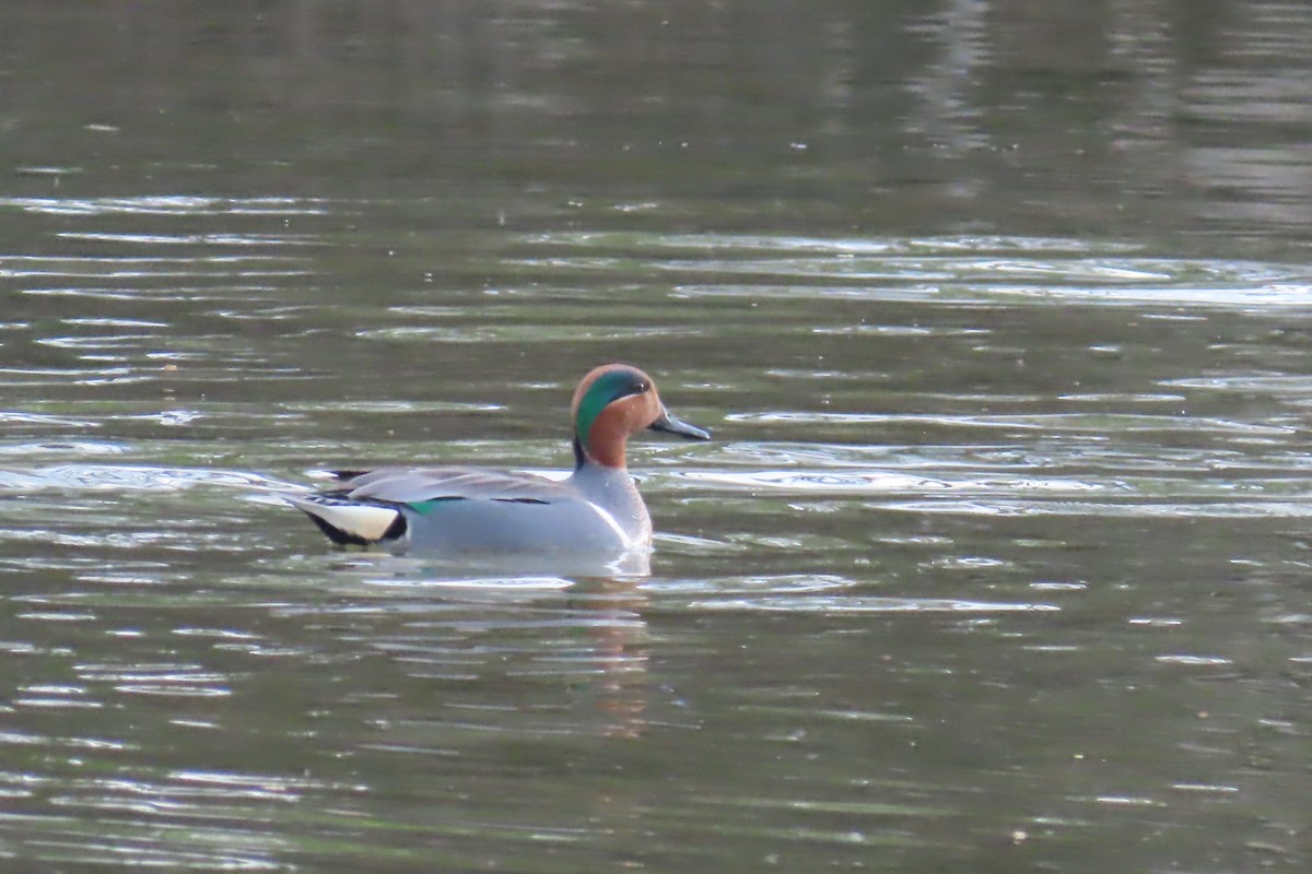 Green-winged Teal - ML615978611