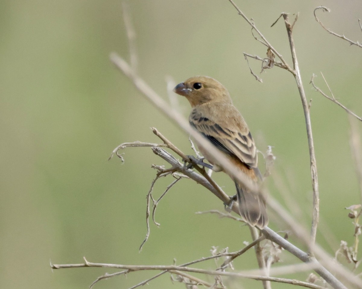 Ruddy-breasted Seedeater - ML615978616